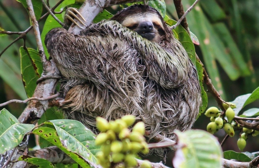 Useless Animals