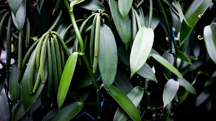 Vanilla
