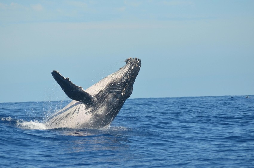WHALES