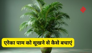 areca palm care tips, areca palm drying out, how to revive areca palm