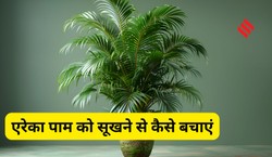 बार-बार सूख जाता है एरेका पाम, घना बनाने के लिए अपनाएं ये 5 टिप्स