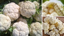 खरीदते समय ऐसे पहचानें कीड़े वाली गोभी, अंदर छिपी सुंडी से बचने और ताजी सब्जी खरीदने के लिए अपनाएं ये टिप्स