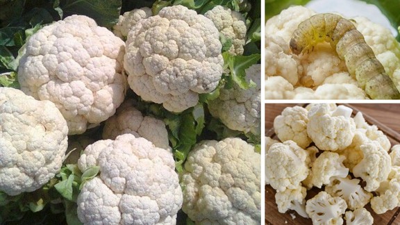 patta gobhi ka kida | phool gobhi ka kida | bina kide wali gobhi kaise kharide