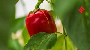 grow bell peppers in pots, how to grow capsicum at home