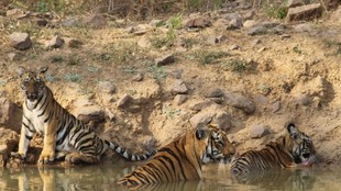 Junabai Tiger, Tadoba Andhari Tiger Reserve, Supermom Junabai,