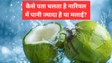 ज्यादा पानी वाला नारियल चुनने का सबसे आसान और सही तरीका, Coconut खरीदते समय याद रखें ये बातें