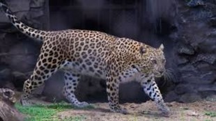 leopard shift| vantara| jamnagar