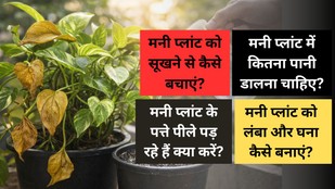 Money plant ko kitna pani dena chahiye | garmiyon-mein money-plant-sukhne-se-kaise-bachaye | money plant ke fayde