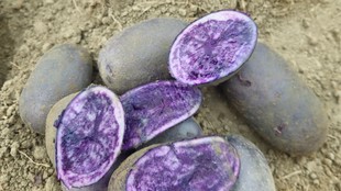 purple potato| purple potato farming