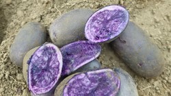 बैंगनी आलू की खेती कर लाखों कमा रहा किसान, एक एकड़ में खर्च होते हैं 50 से 60 हजार