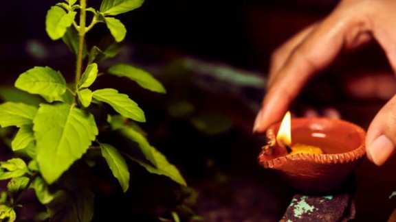 Rama Tulsi vs Shyama Tulsi, Which Tulsi is best for home, Vastu tips for Tulsi plant, Tulsi plant benefits in home, Tulsi plant vastu direction, रामा या श्यामा तुलसी कौन सी शुभ है, घर में कौन सी तुलसी लगानी चाहिए, रामा तुलसी और श्यामा तुलसी में अंतर, तुलसी के प्रकार और उनके फायदे, वास्तु के अनुसार तुलसी कहां लगाएं, घर के लिए कौन सी तुलसी शुभ होती है, रामा तुलसी के फायदे, श्यामा तुलसी के फायदे, तुलसी लगाने के वास्तु नियम, Tulsi plant vastu, Benefits of Tulsi plant, Best direction for Tulsi plant