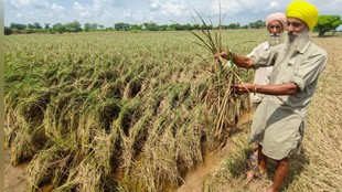 west asia war | iran | basmati chaval | madhya pradesh farmers |