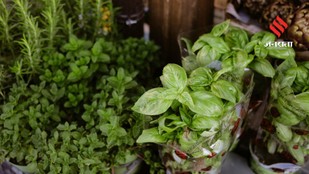 8 Creative Ways to Style Your Home with Plants Without Breaking the Bank