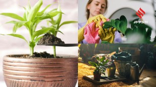 8 Hidden Reasons Your Plants Are Struggling to Survive