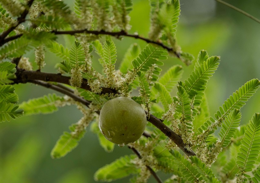 AMLA