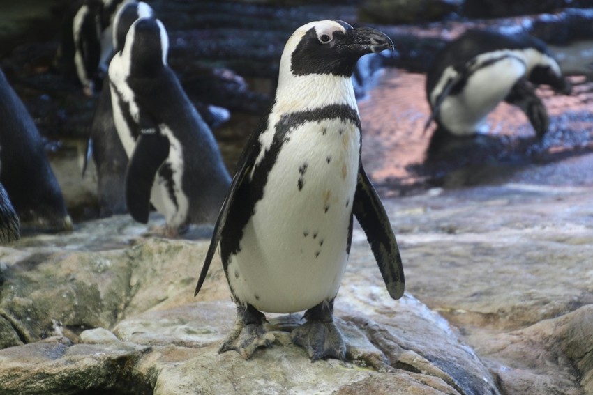 African Penguin
