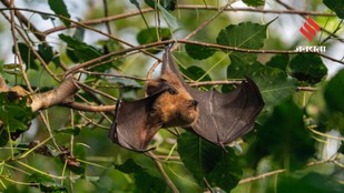 Amazing Facts That Prove Bats Are Essential for the Planet