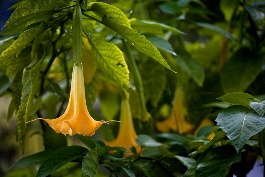 Angel's Trumpet