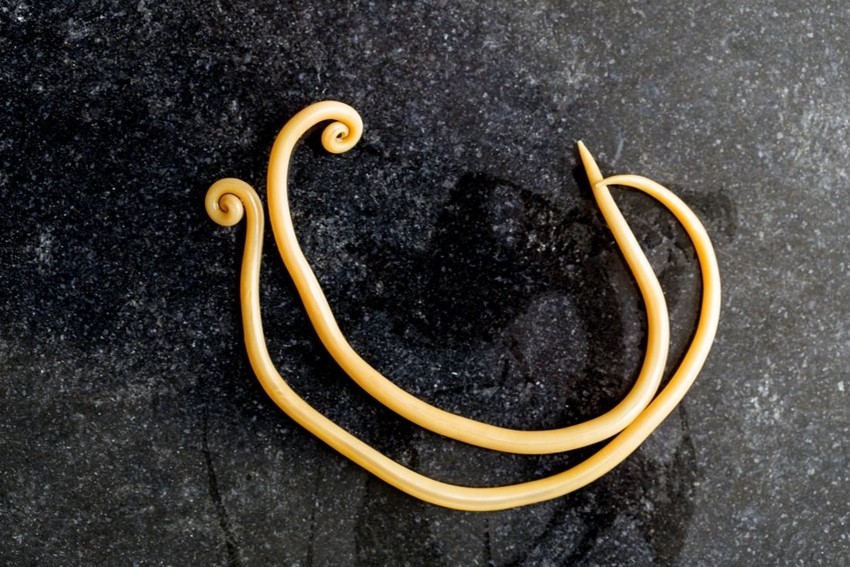 Ascaris roundworms