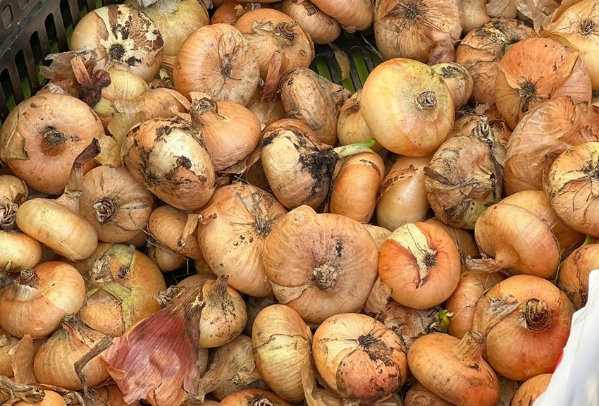 Aspergillus niger on onions