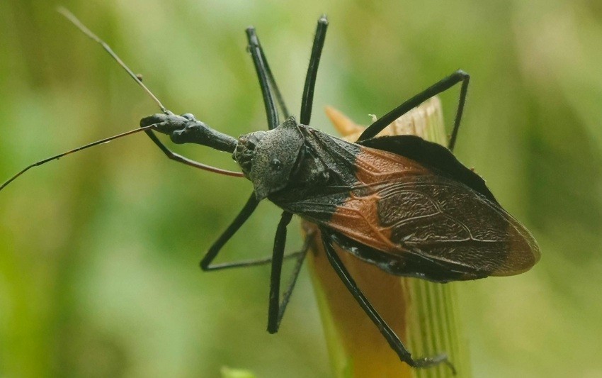 Assassin bugs