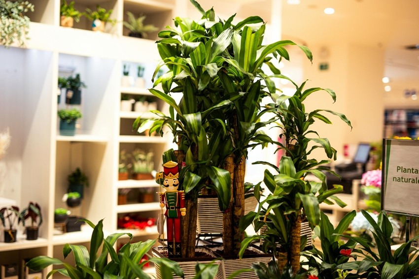 Avoid These Common Indoor Plant Watering Mistakes