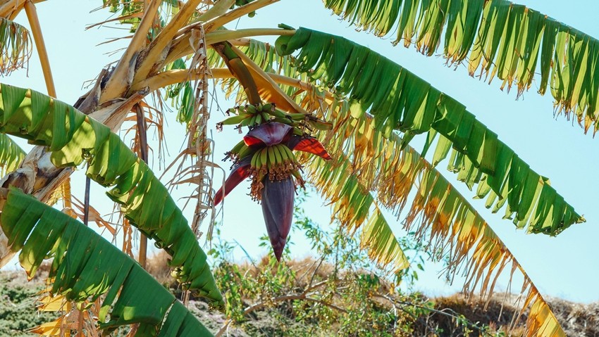 BANANA BLOSSOM