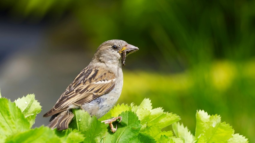 BIRDS CONTROL INSECTS