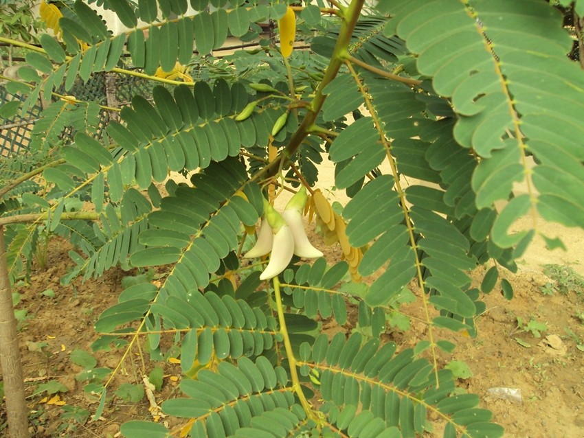 BOK PHOOL
