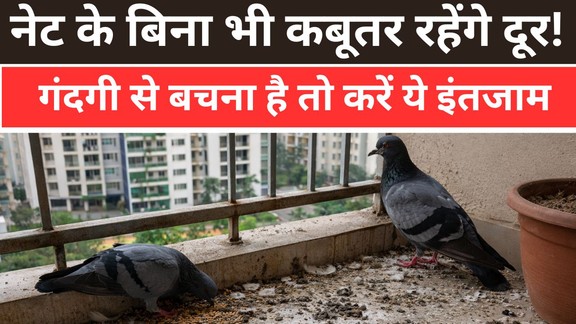Balcony se kabutar ko kaise bhagaye | How to get rid of pigeons without-net