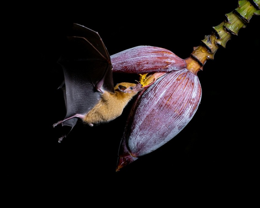 Bats in ecosystem
