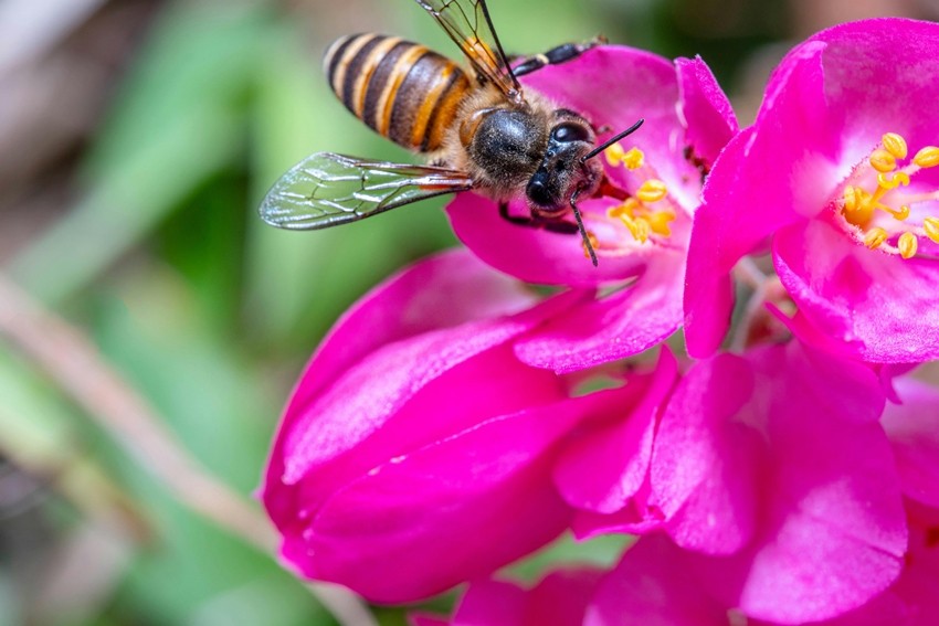 Bees lifespan