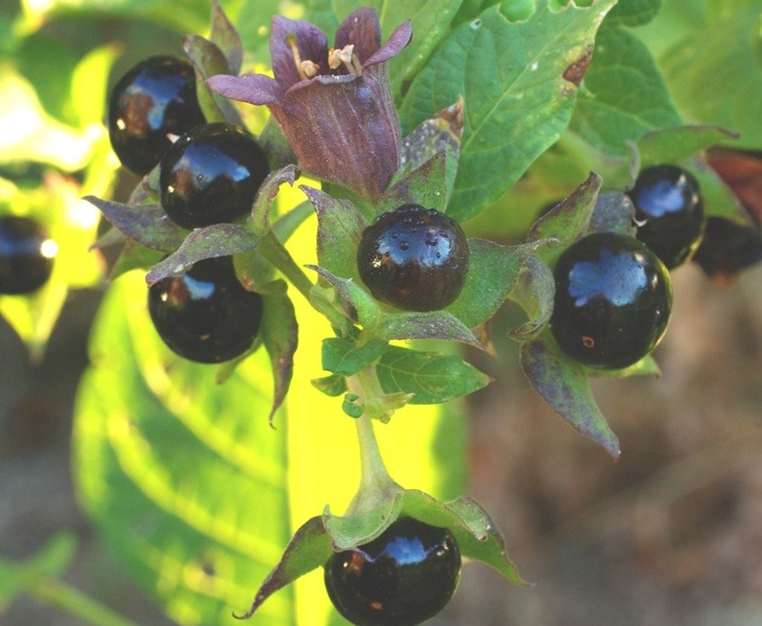 Belladonna