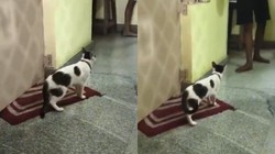 बेंगलुरु में बिल्ली के बच्चों की कस्टडी को लेकर उलझे पड़ोसी, पुलिस को देना पड़ा दखल, अजीबोगरीब है पूरा मामला