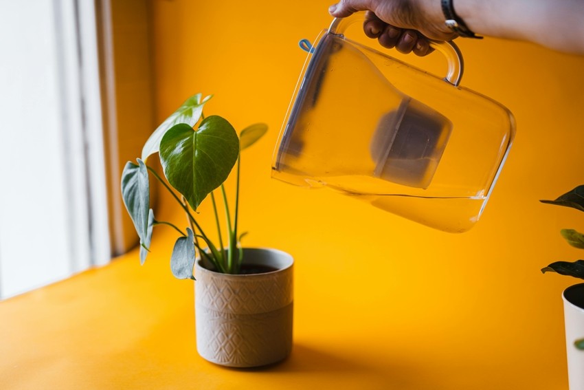 Best watering schedule for houseplants