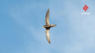 Bird Endurance