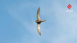 10 महीने बिना रुके हवा में उड़ सकता है यह पक्षी, वैज्ञानिकों ने ऐसे किया साबित