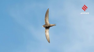 10 महीने बिना रुके हवा में उड़ सकता है यह पक्षी, वैज्ञानिकों ने ऐसे किया साबित