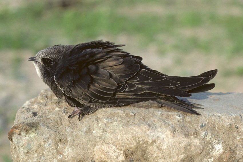 Bird tracking technology