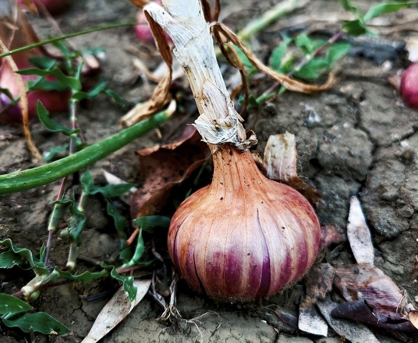 Black spots on onions