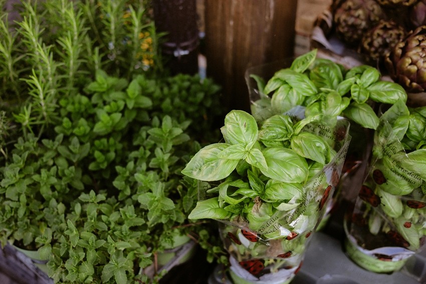 Budget-Friendly Ways To Decorate Your Home With Plants