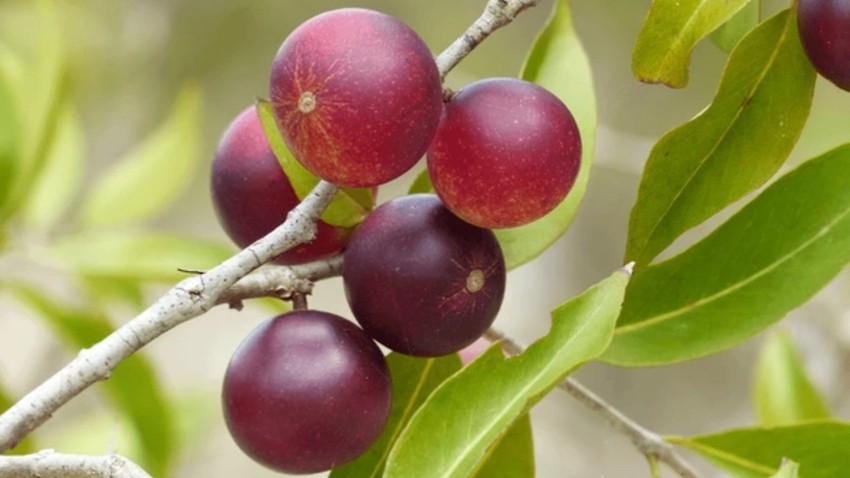 CAMU CAMU