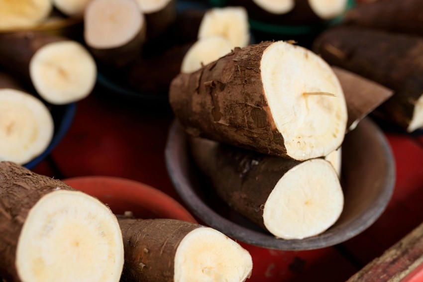 CASSAVA ROOT