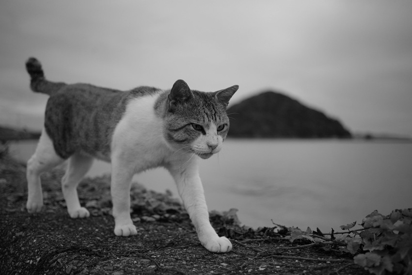 CAT ISLAND, JAPAN