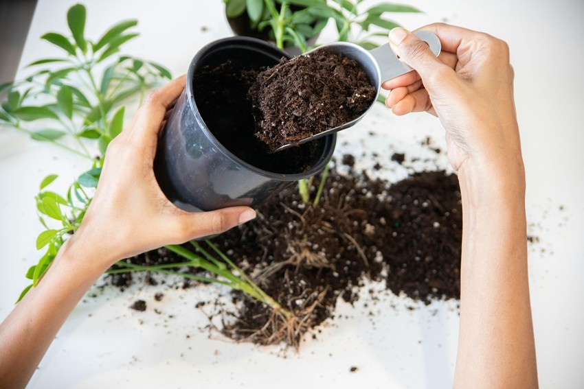 CHECK SOIL FIRST