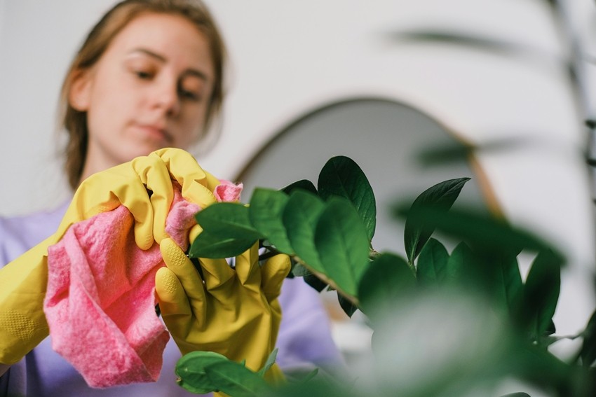 CLEAN THE LEAVES