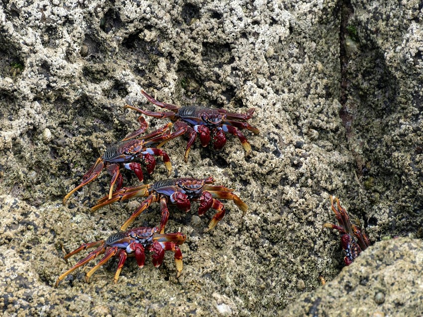 CRAB ISLAND, AUSTRALIA