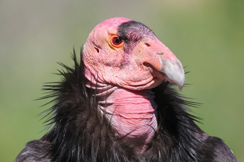 California Condor