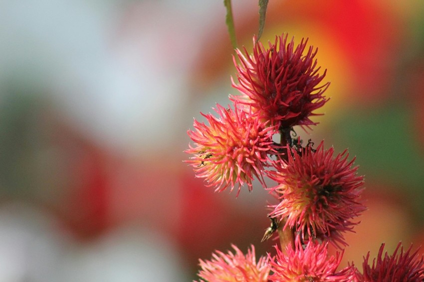 Castor Bean Plant