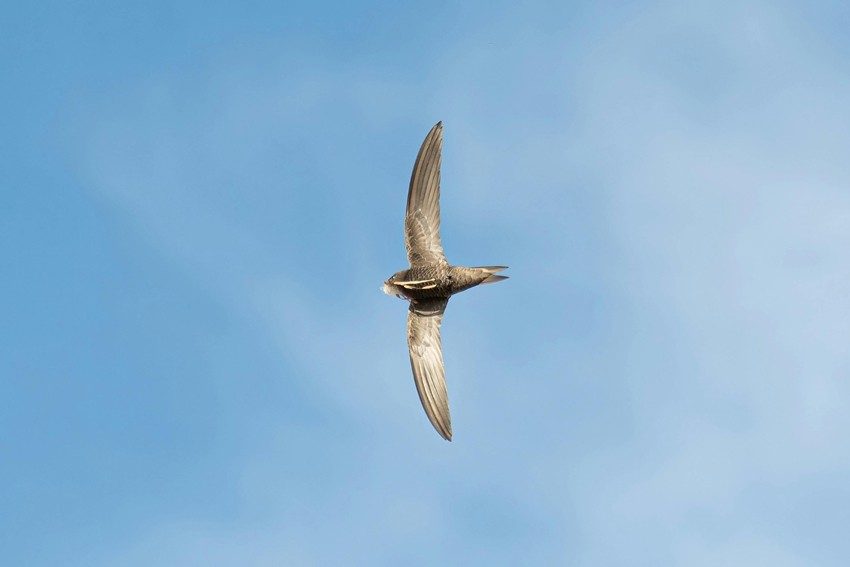 Common Swift